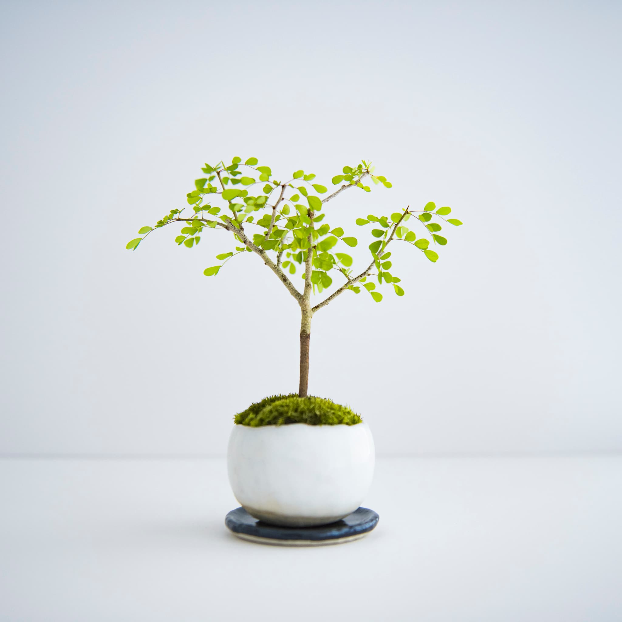 墨水樹|no.001