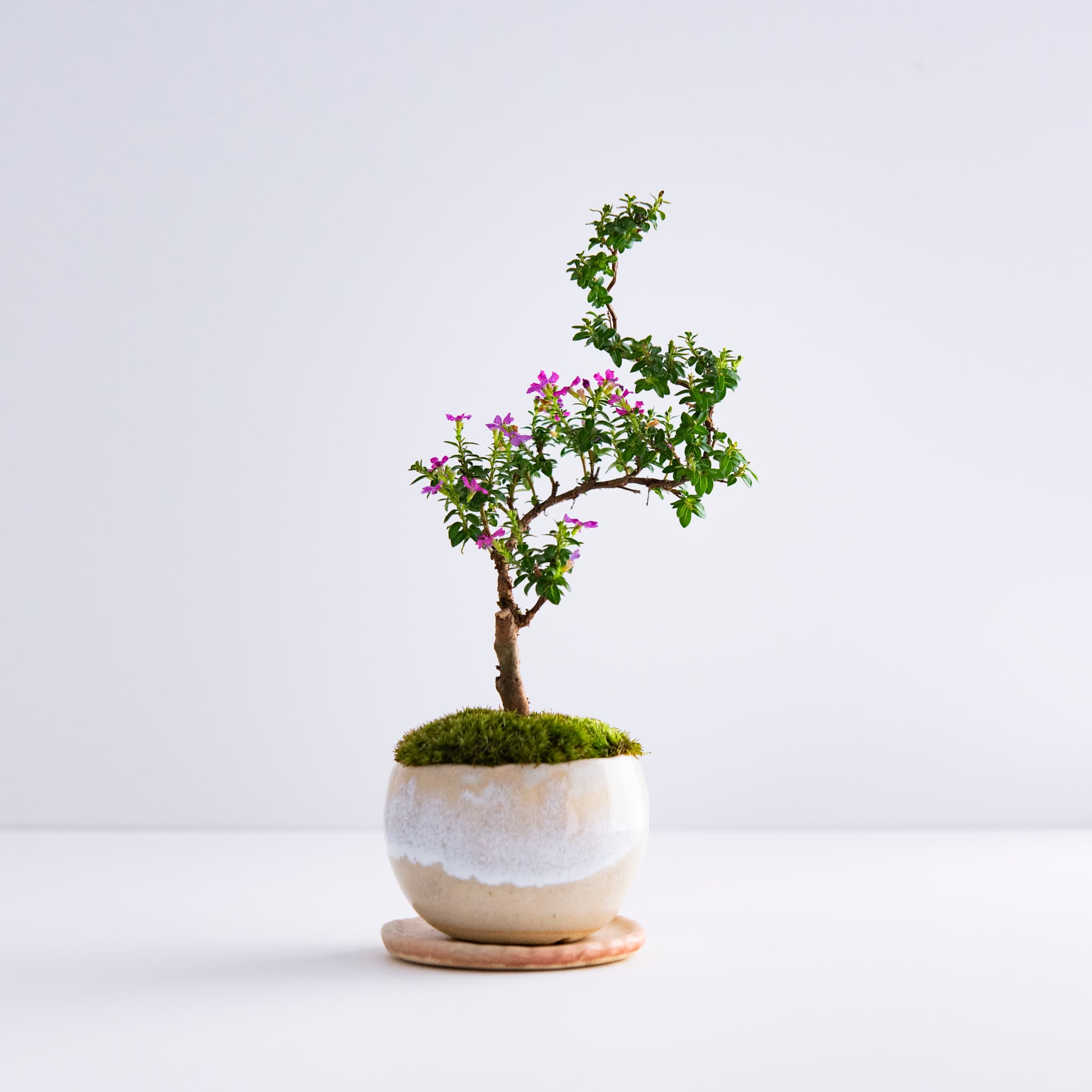 細葉雪茄花|no.001