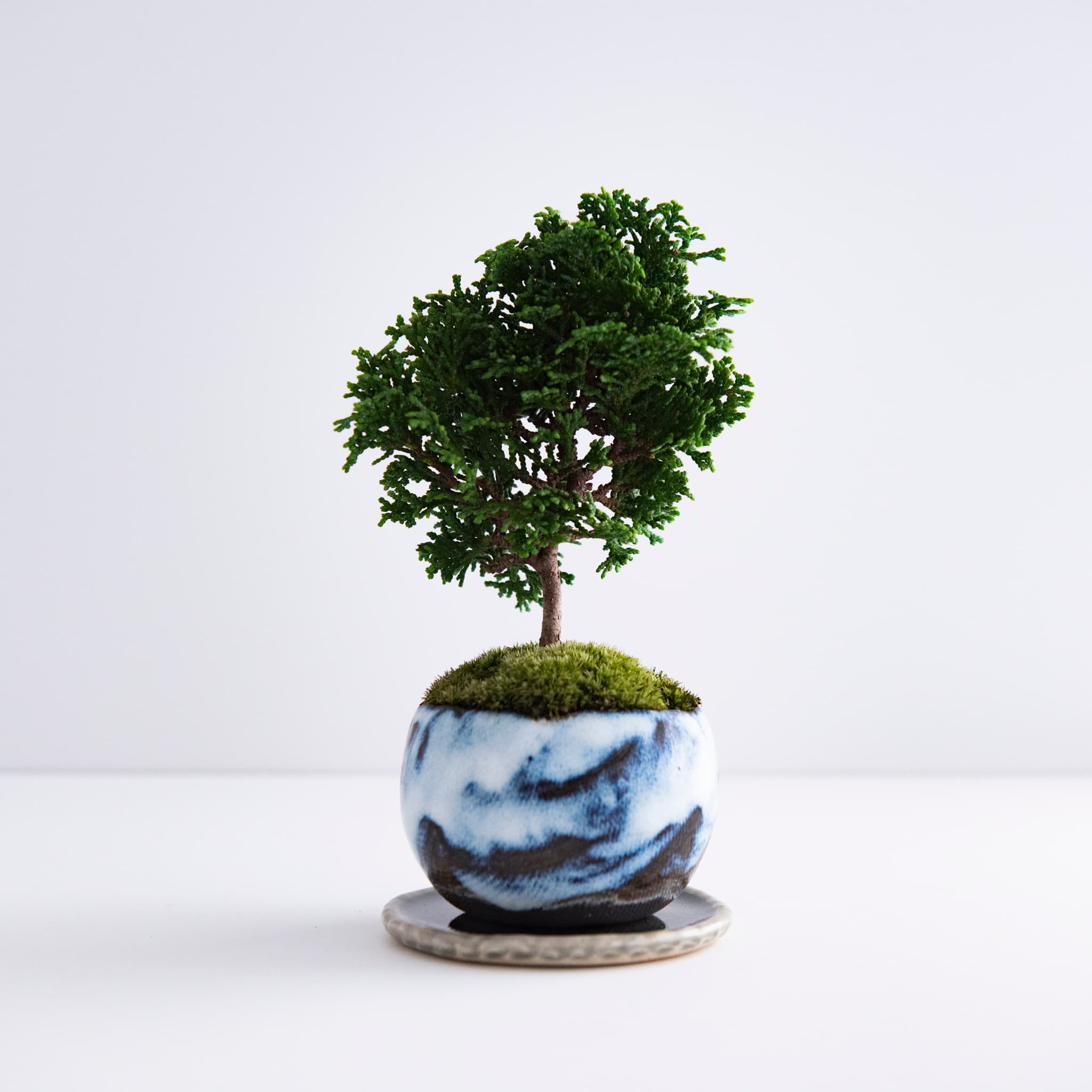津山檜|no.001