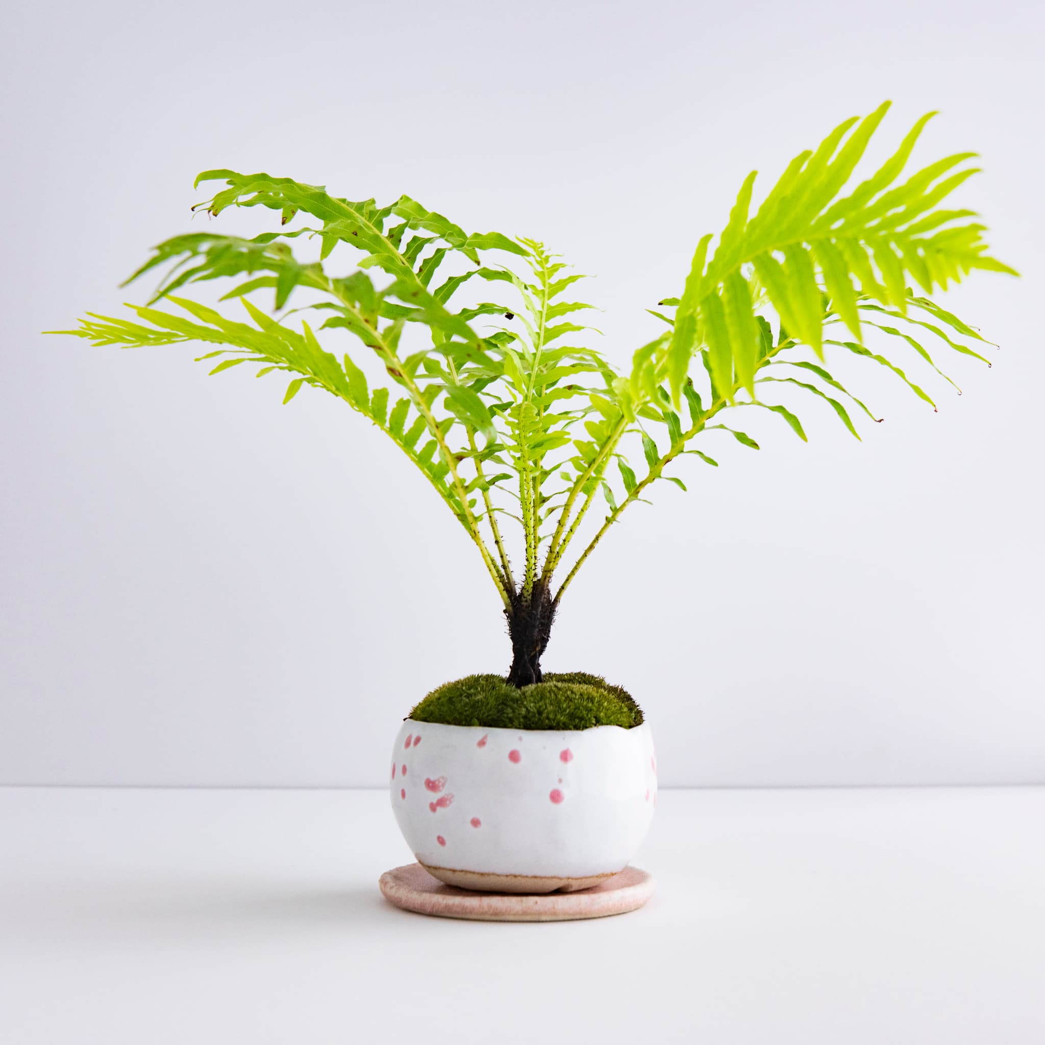 樹烏毛蕨|no.001