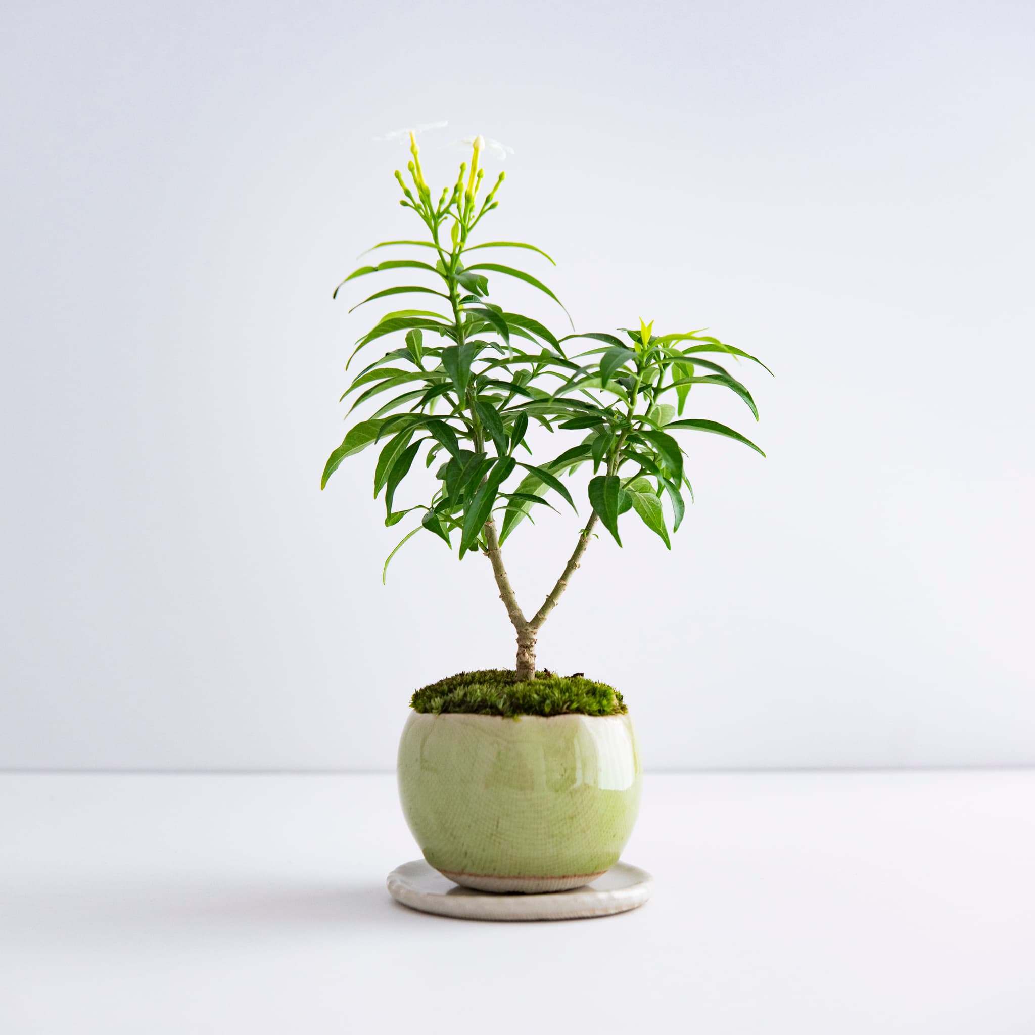 珍珠山馬茶|no.001