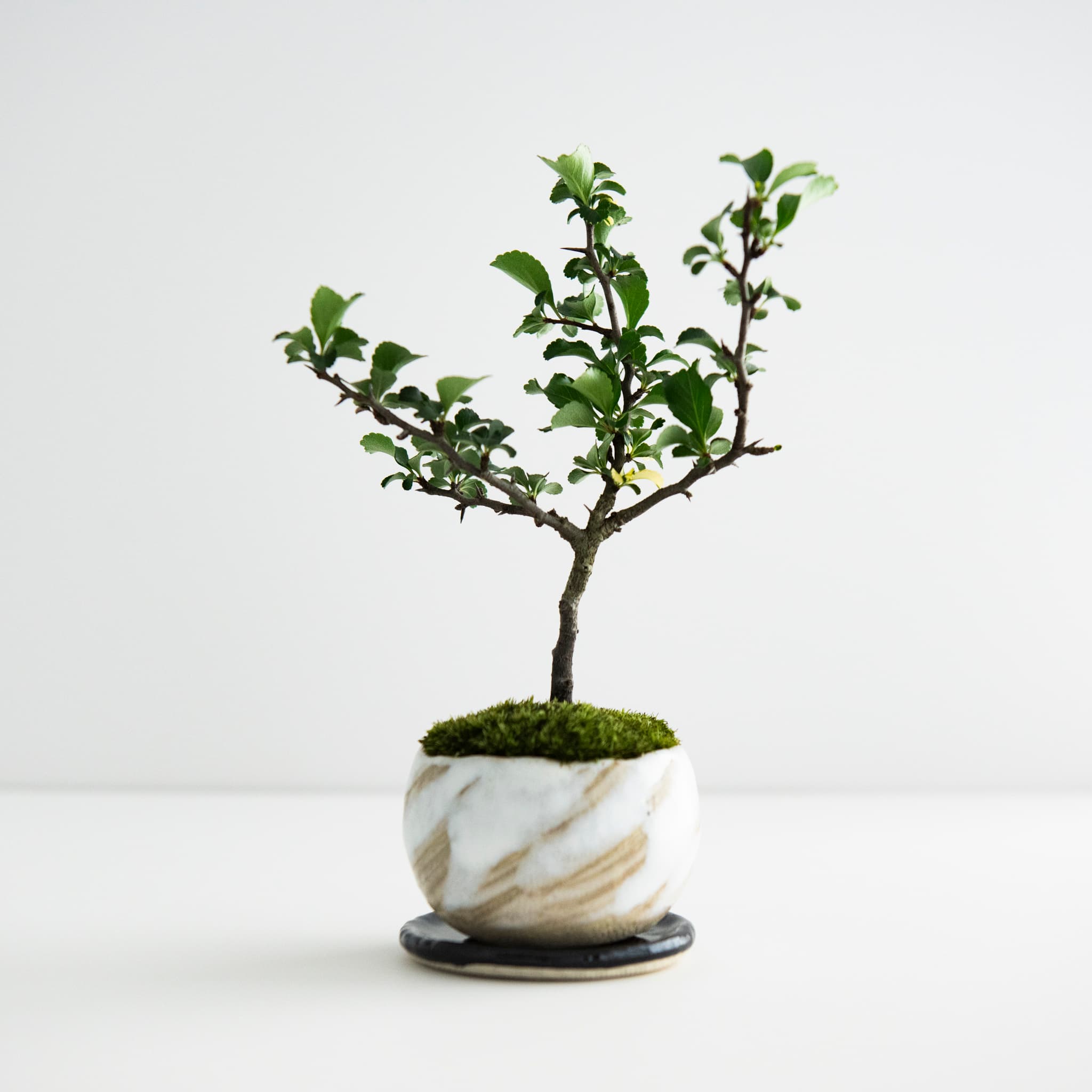 長壽梅:白花|no.001