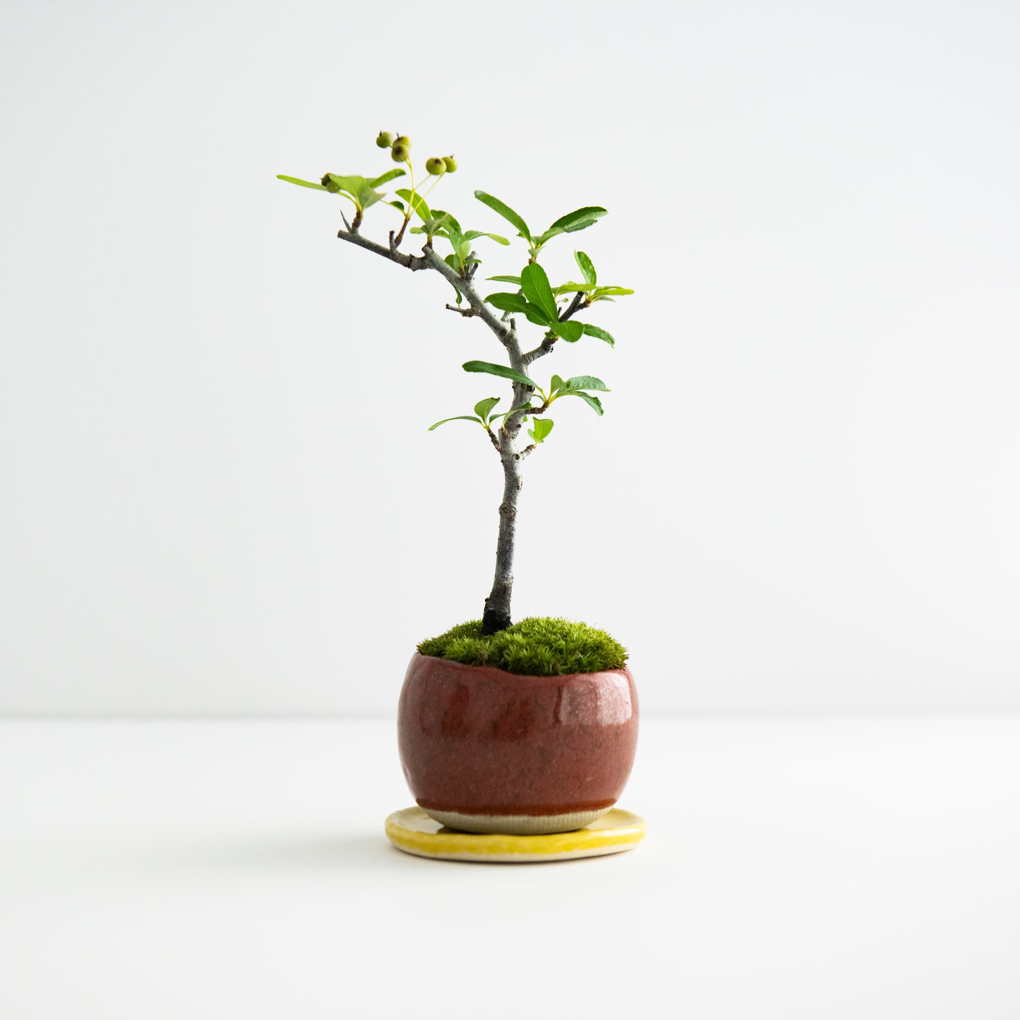 火刺木|no.001