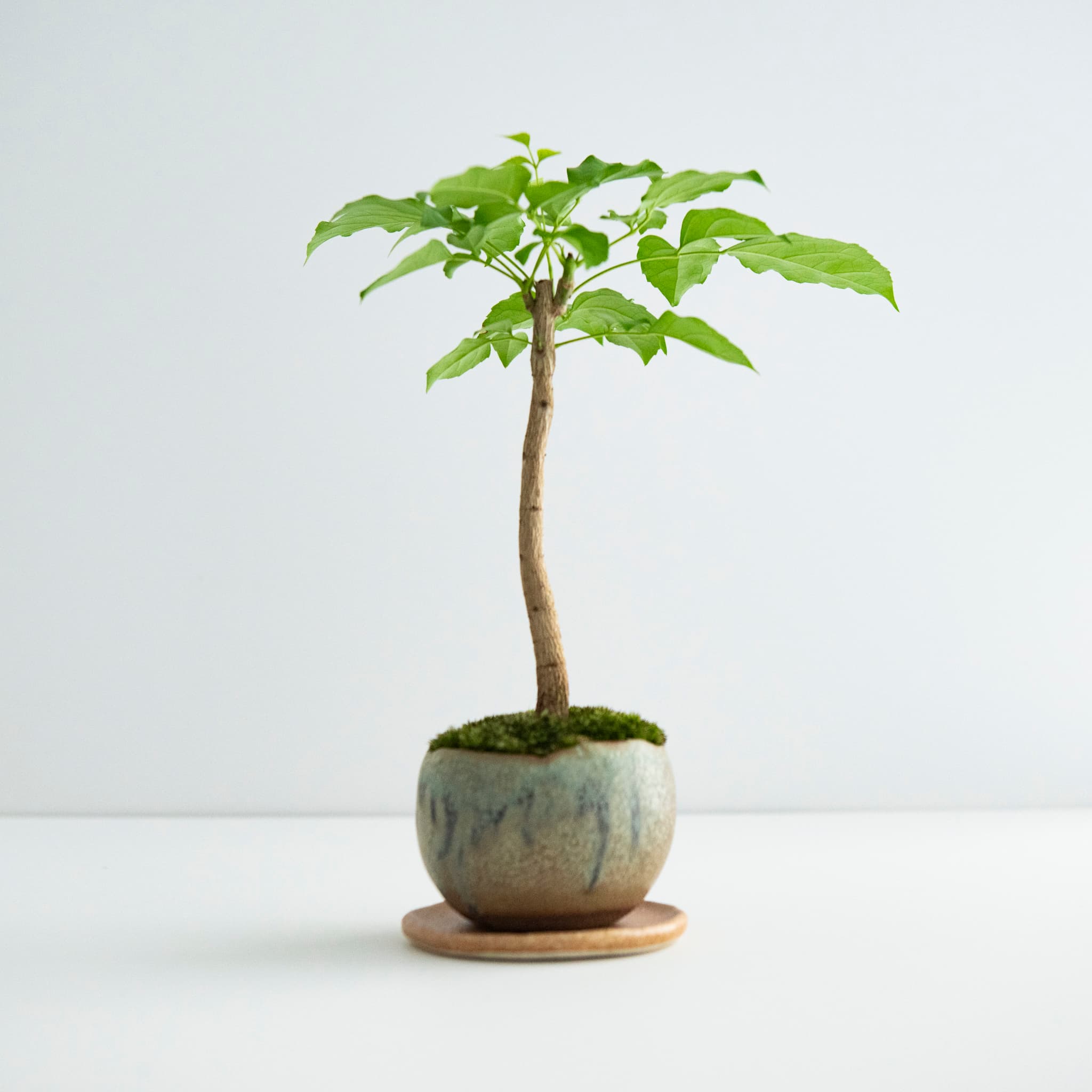 山菜豆|no.001